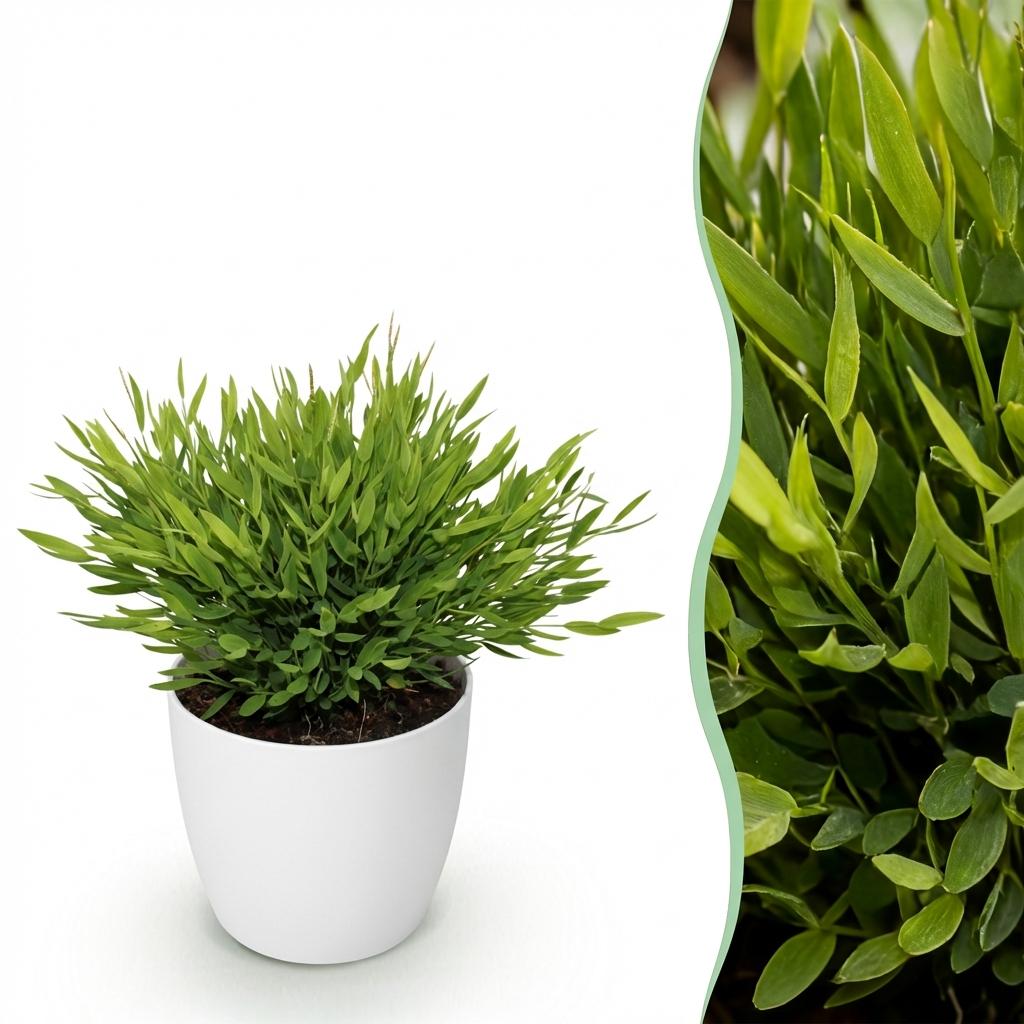 Bamusa Pogonatherum Monica - Kamerbamboe- Huisdiervriendelijke Plant - Groen - 1 Plant - met Potter Wit - Pot 12cm - Hoogte 20cm