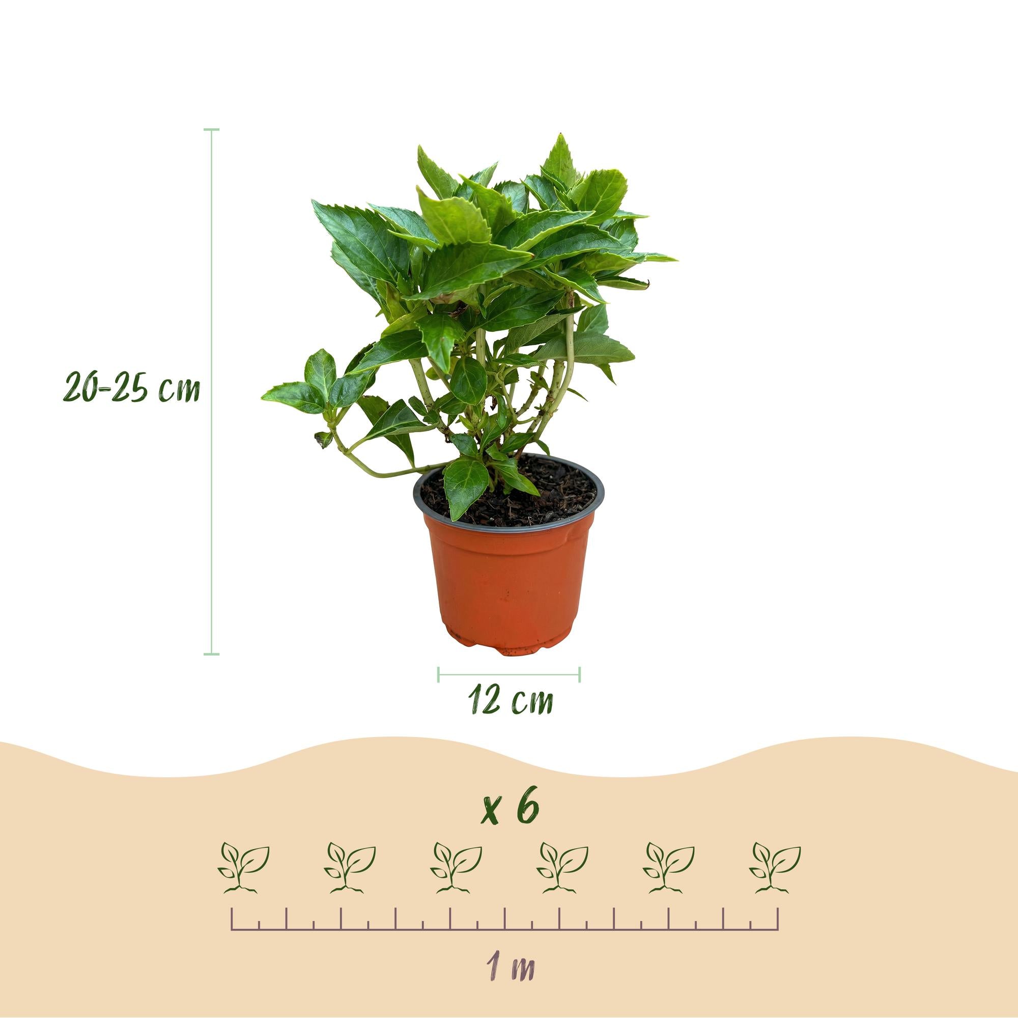 Hydrangea macrophylla Blauw - Hortensia - Winterhard - Blauw - 3 Planten - Pot 12cm - Hoogte Hoogte 20-30cm