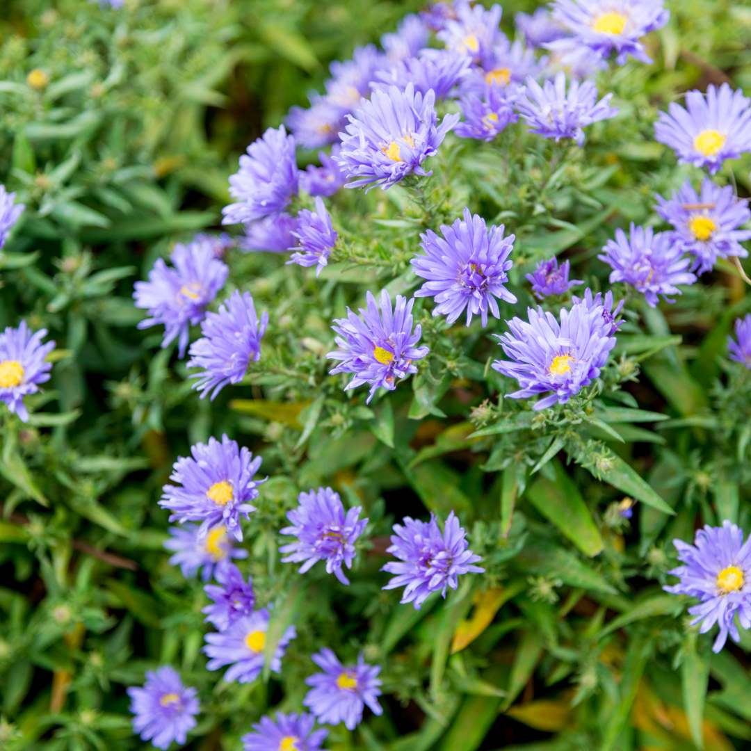 12x Aster frikartii 'Monch' - ↕10-25cm - Ø9cm