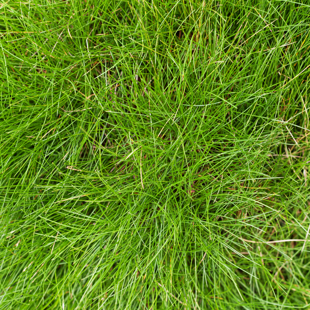 12x Festuca gautieri - ↕10-25cm - Ø9cm