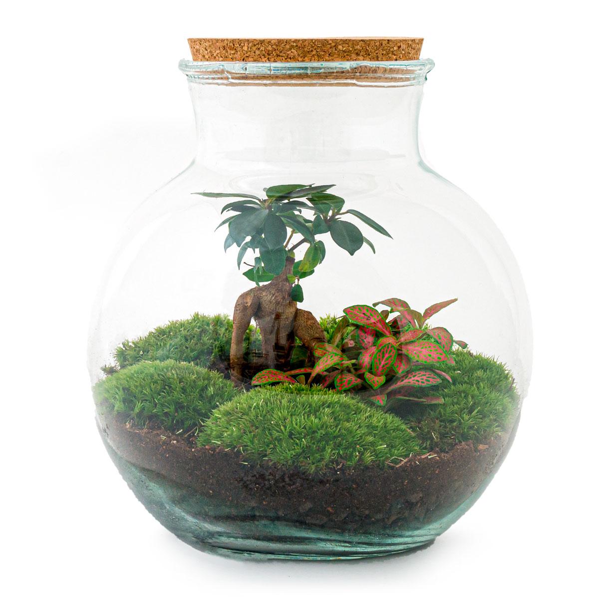 DIY-Terrarium – Teddy-Bonsai – ↕ 26,5 cm – Rechen + Schaufel