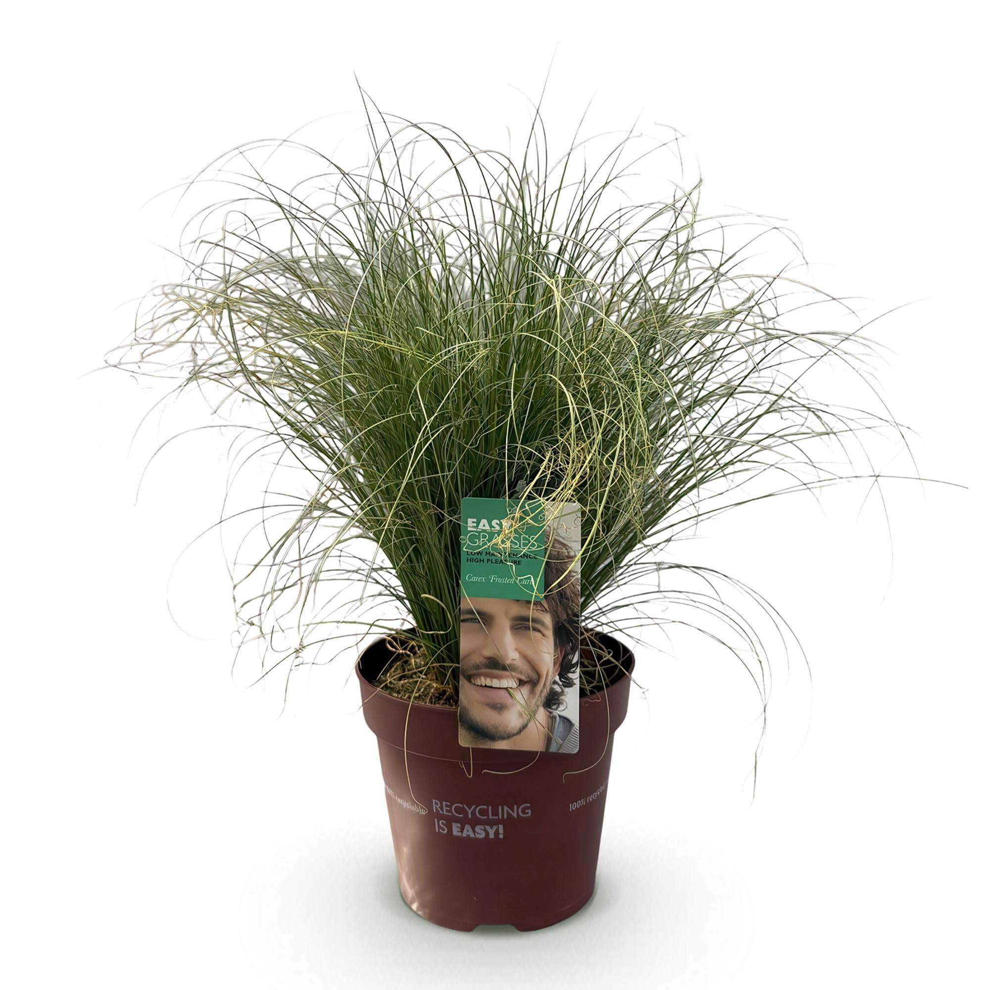 Carex comans Frosted Curls - Groen - 1 Planten - Groenblijvend - Winterhard - Pot 17cm Hoogte 50cm