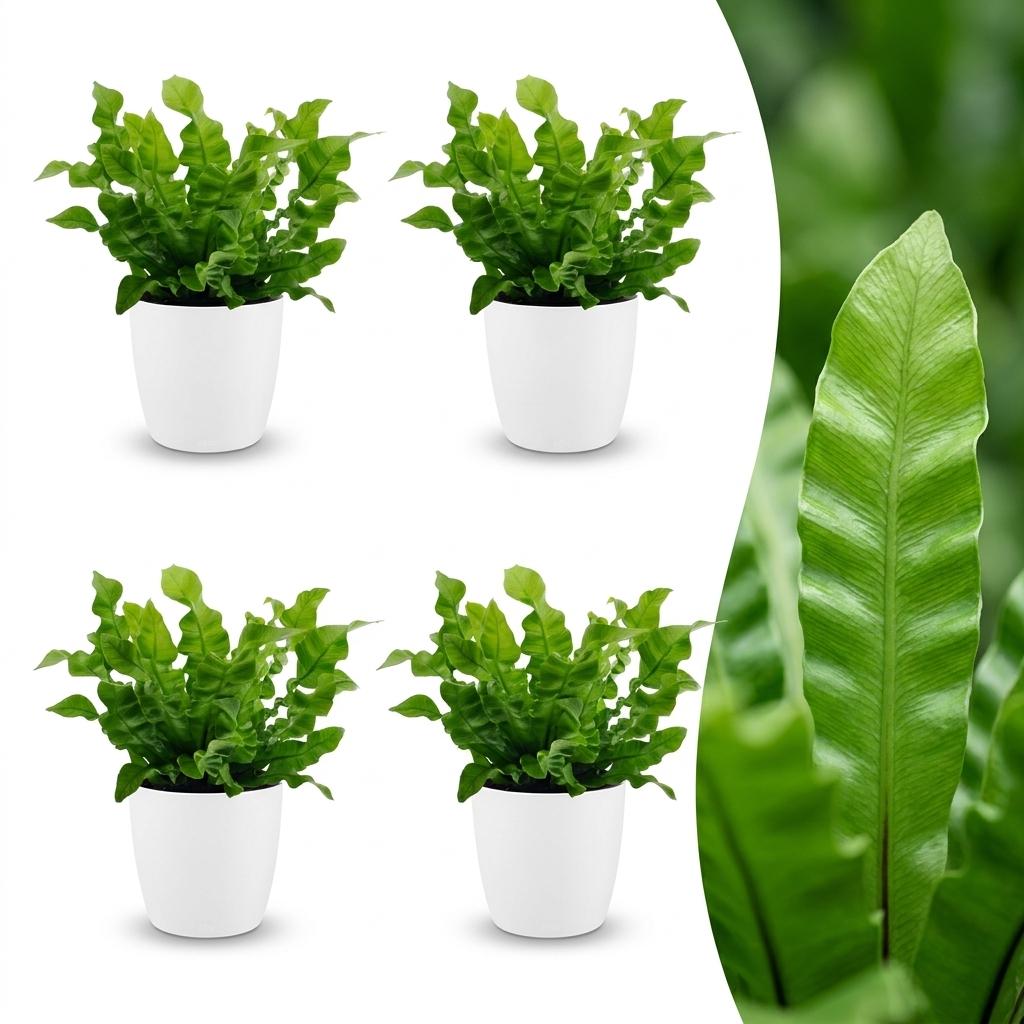 Asplenium Crispy Wave - Asplenium Crispy Wave - 4x - met Potter Wit - Pot 12cm - Hoogte - 30cm