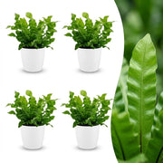Asplenium Crispy Wave - Asplenium Crispy Wave - 4x - met Potter Wit - Pot 12cm - Hoogte - 30cm