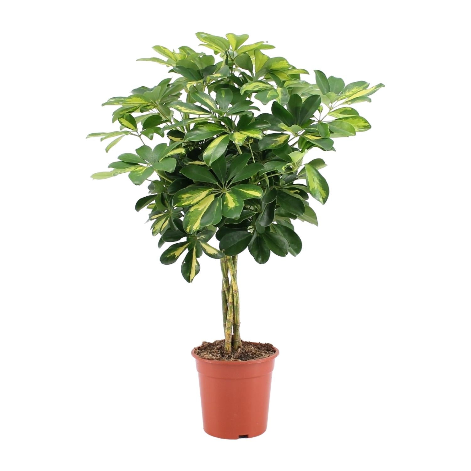 Schefflera Arboricola Capella Or - Ø19cm - ↕75cm