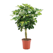 Schefflera Arboricola Capella Or - Ø19cm - ↕75cm