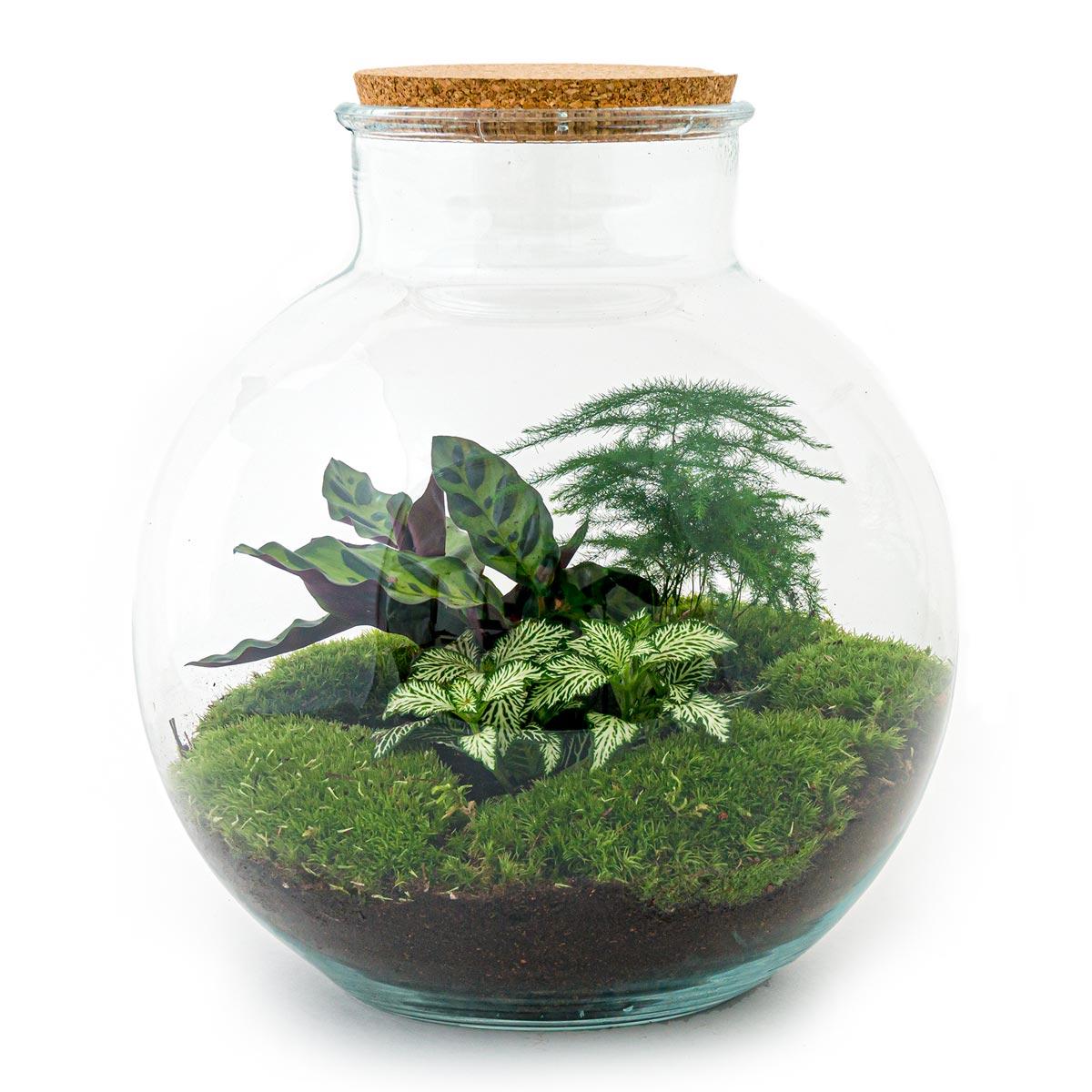 Terrario casero - Bolder Bob - ↕ 30 cm - Rastrillo + Pala