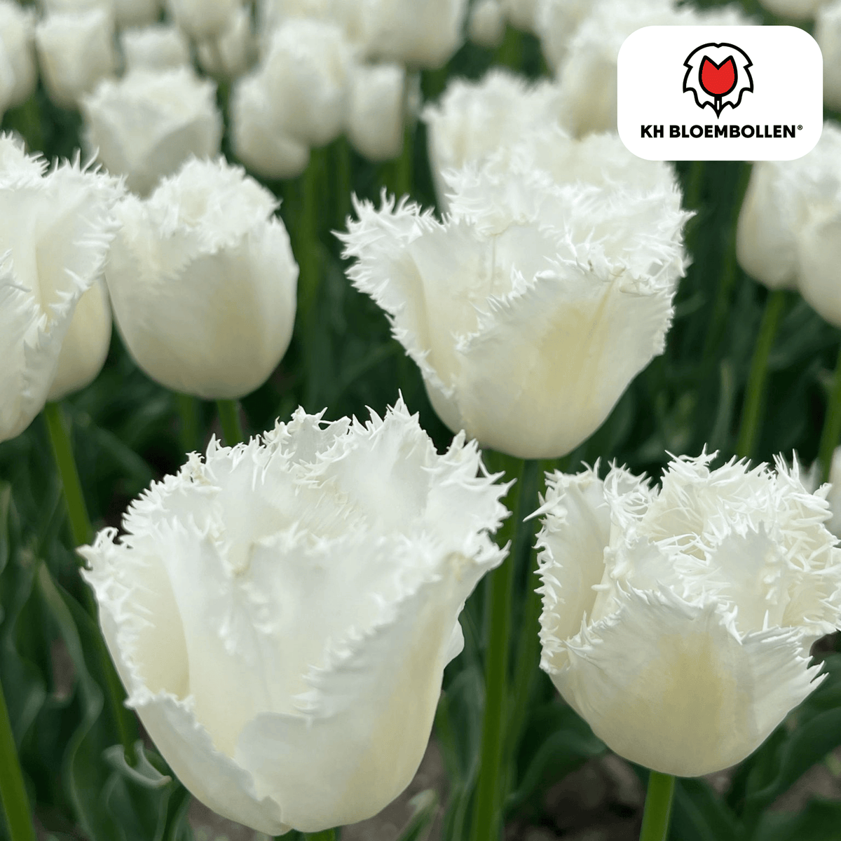 Bulbos de tulipán Honeymoon – Paquete de 20 | KH Bloembollen® | Tulipán blanco de borde serrado – Elegante y único – Regalo para jardín o maceta – Tamaño 11/12 – ¡Recién cultivado!
