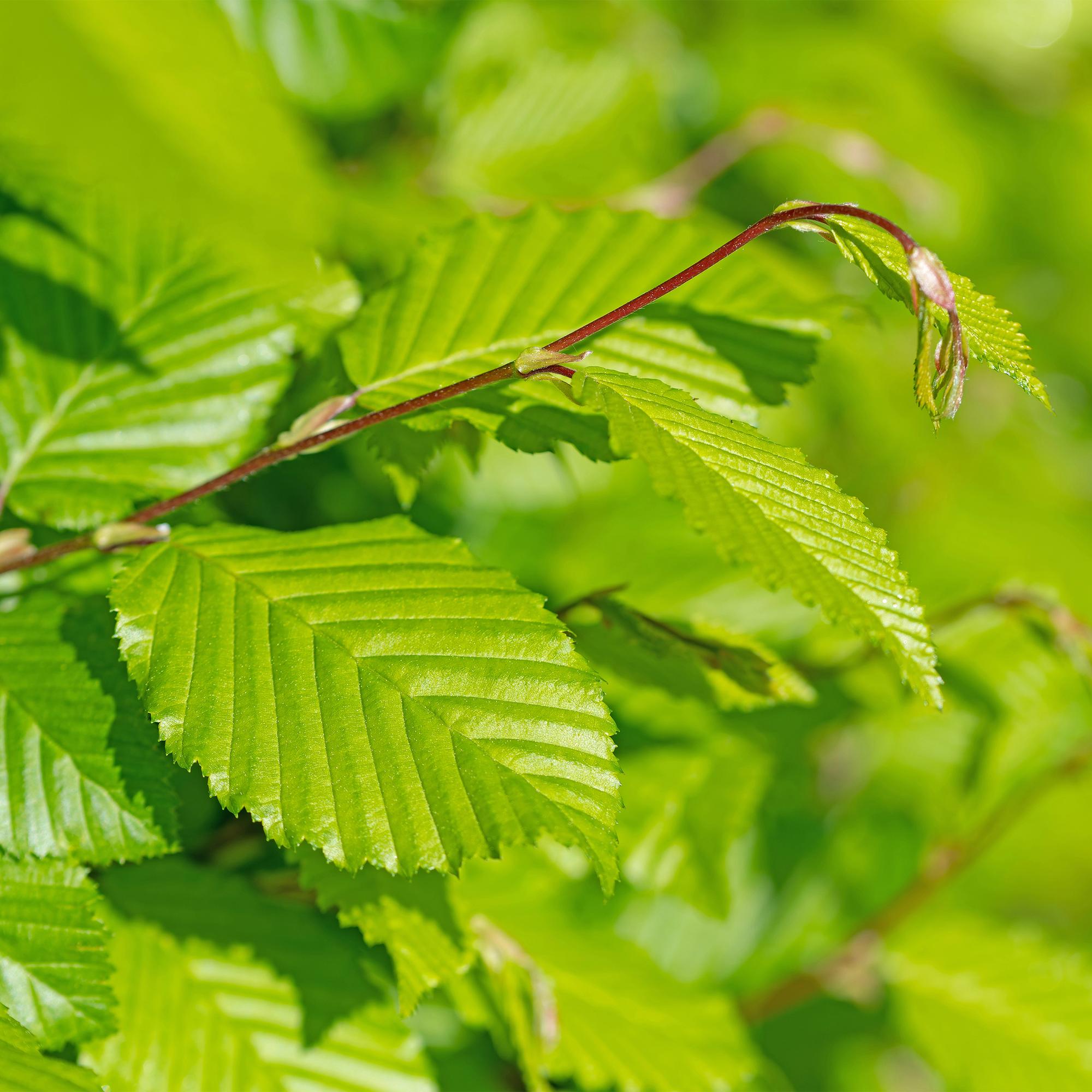 Carpinus betulus -  blad groen - 6 planten - 1 strekkende meter - bladverliezend - pot 17cm hoogte 55cm