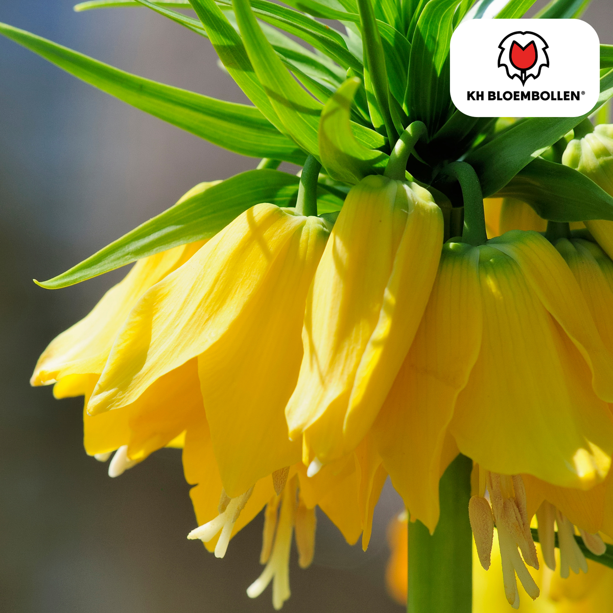 Fritillaria / Imperial Crown Lutea 5 pezzi