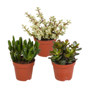 Crassula mix 8.5 cm - zonder pot - 3x