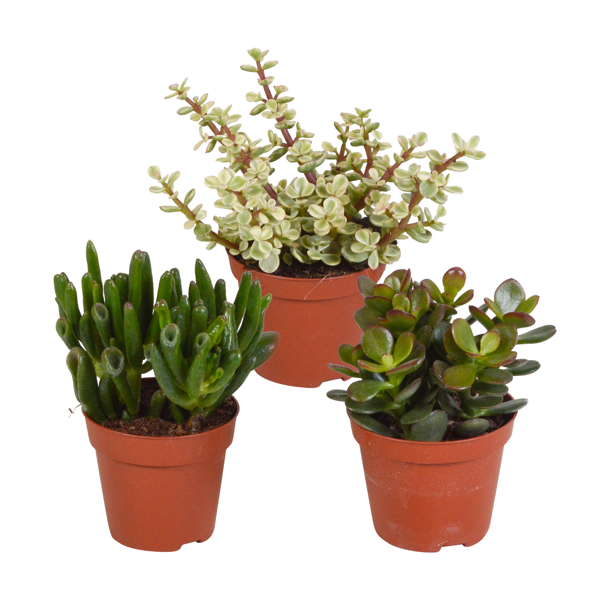 Crassula mix 8.5 cm - zonder pot - 3x