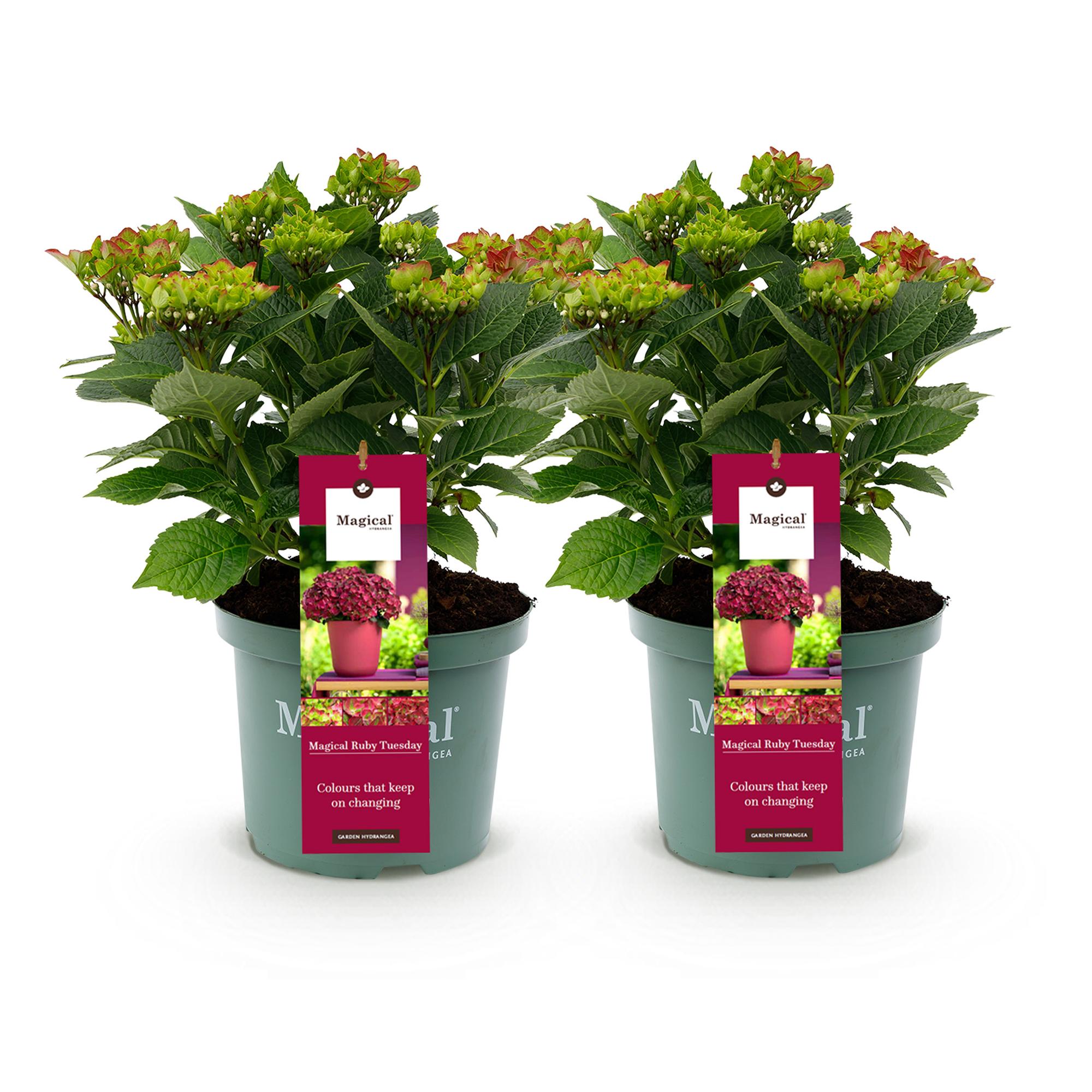 Hortensia - Hydrangea Magical Teusday & Saphire - Rood - 6-10 Bloemen - 2 Planten - Pot 23cm Hoogte 55cm