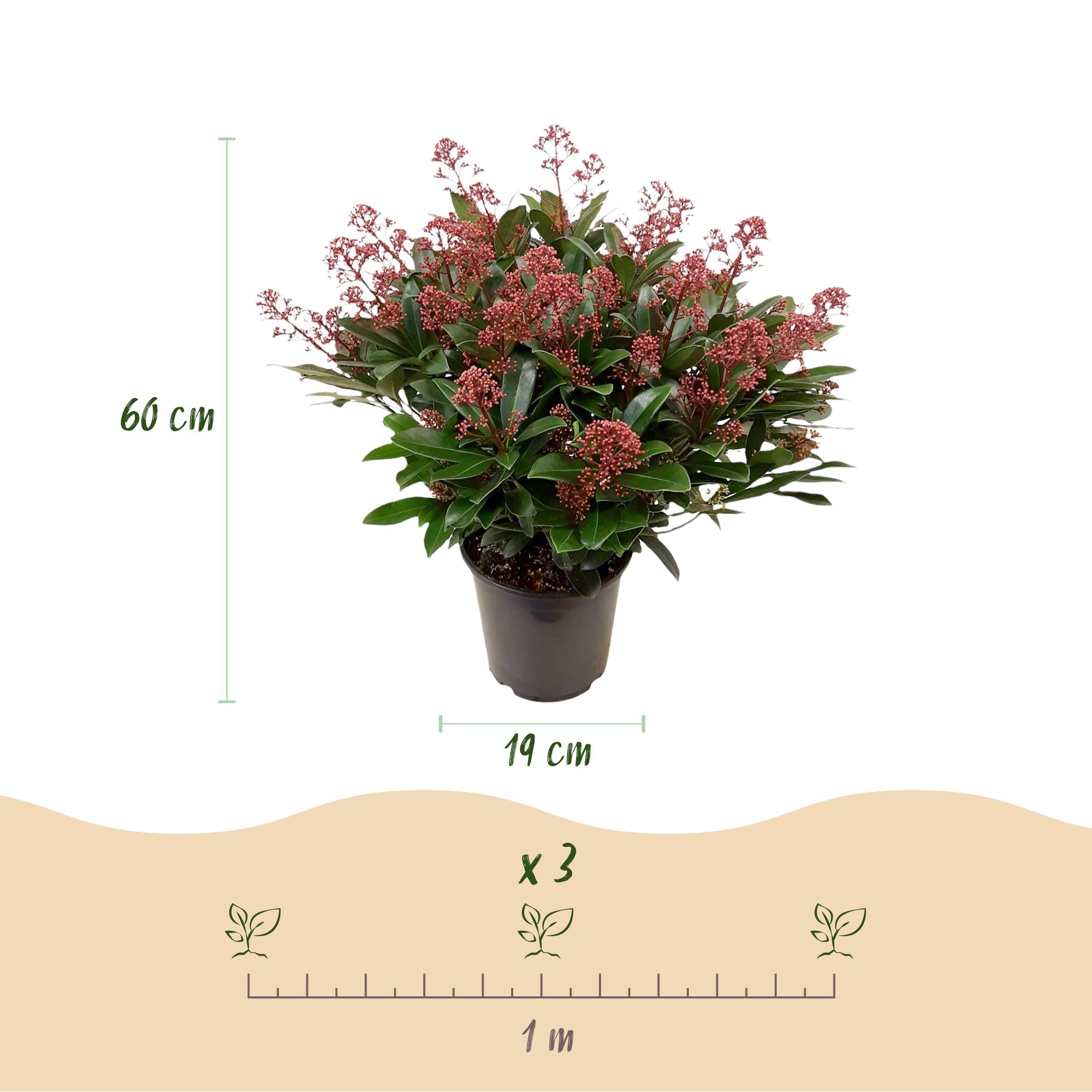Skimmia japonica Duo - Bloem Wit & Rood - 40+ Bloemen - 2 Planten - Winterhard - Pot 19cm Hoogte 60cm