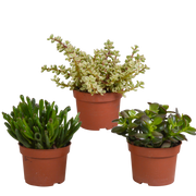 Crassula mix 10,5 cm - 3x - zonder pot