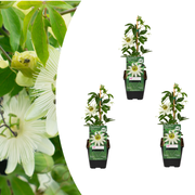 Passiflora caerulea 'Constance Elliott' – P9-Topf – elegante, weißblühende Passionsblume (3 Stück)