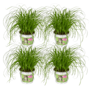 Cyperus Alternifolius (Katzengras) - 4 Stück - Ø12cm - ↕20cm