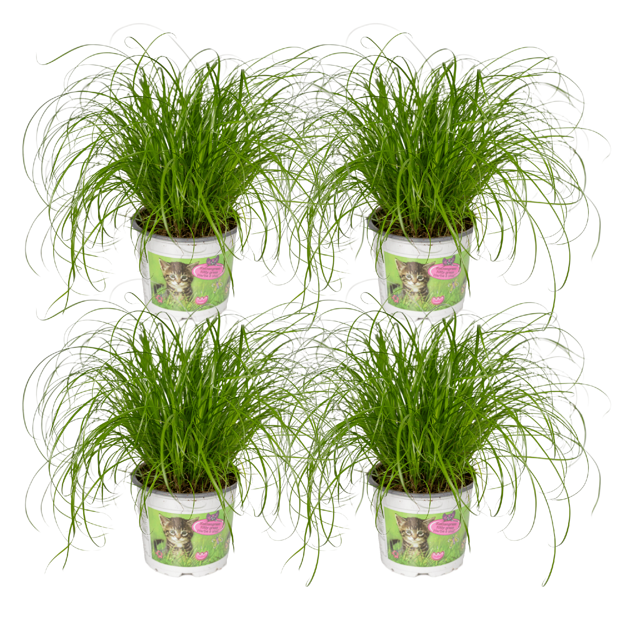 Cyperus Alternifolius (Katzengras) - 4 Stück - Ø12cm - ↕20cm