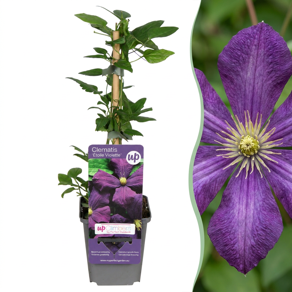 Clematis Etoile Viol - Bosrank - Paars - Klimplant - Ø9cm - ↕35cm