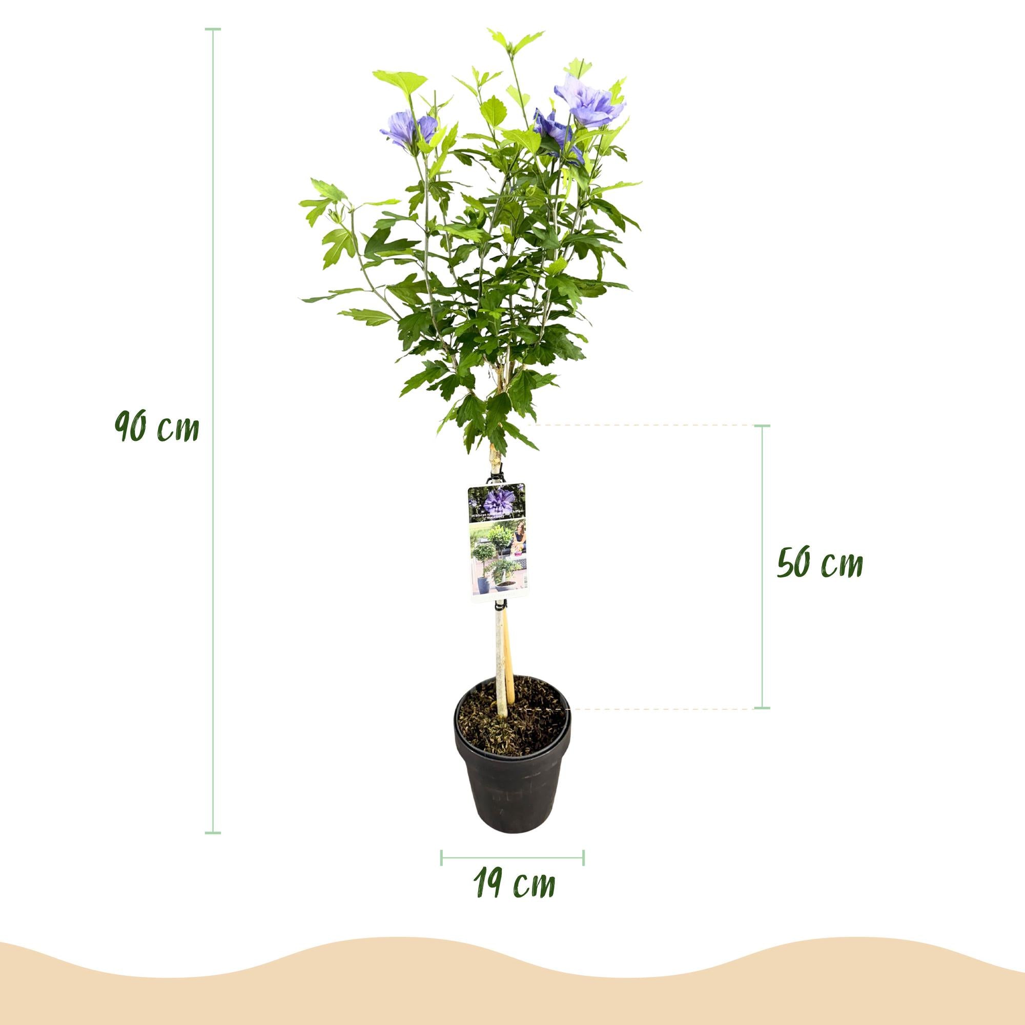 Hibiscus syriacus Blue Chiffon® - Plant op stam - Terras Plant - Bladverliezend - Weinig Onderhoud - Pot 19cm Hoogte 90cm
