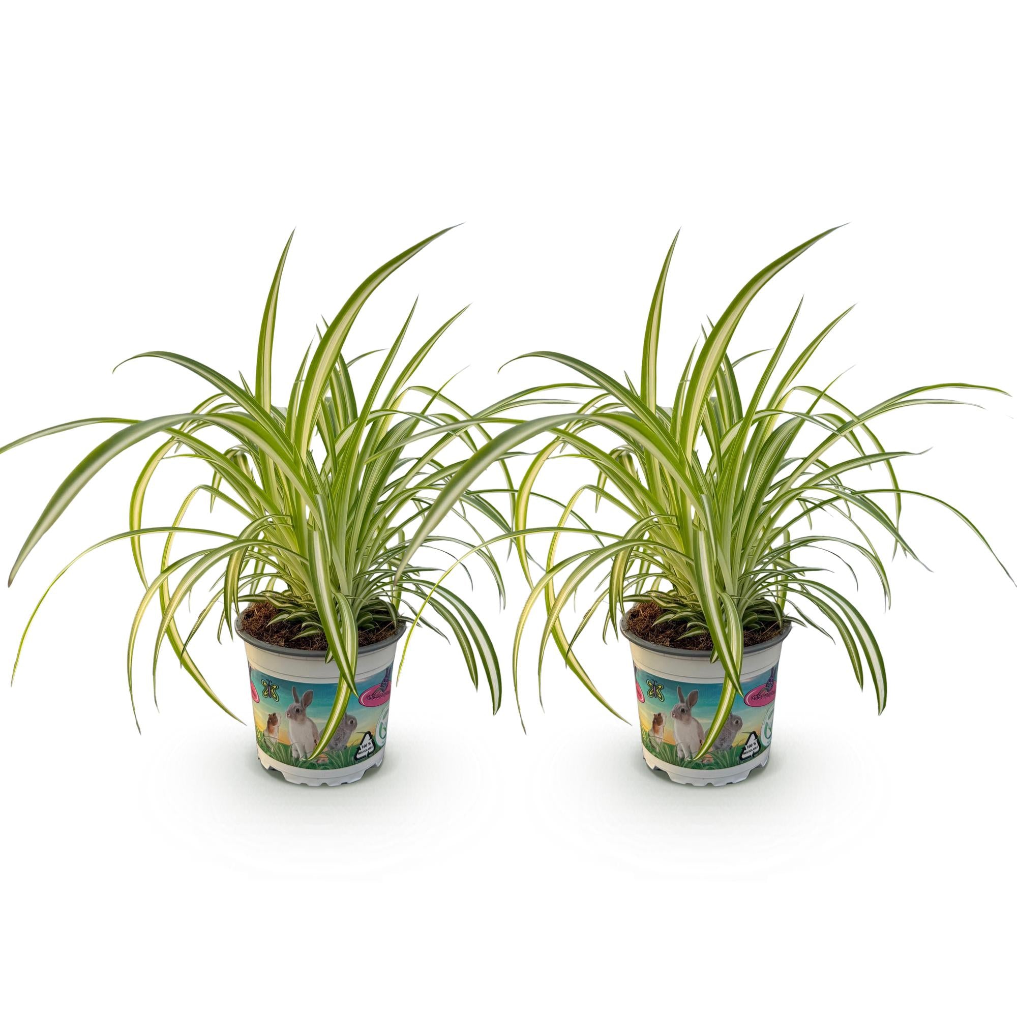 Chlorophytum comosum Variegatum - Kattengras - Huisdiervriendelijk - Bont - 2 Planten - Pot 12cm - Hoogte 25-30cm