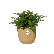 Asplenium Parvati en ELHO Vibes Fold 14cm jaune