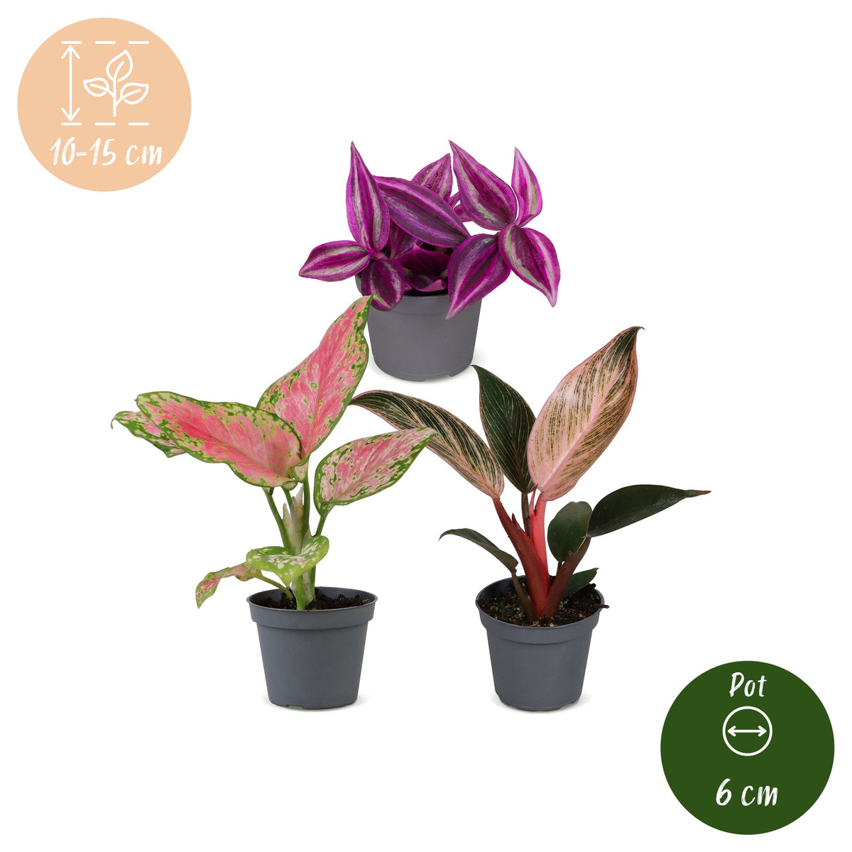 Baby Planten Paradise Mix - Diversen 3x - Tropisch - Ø6cm - ↕10-15cm