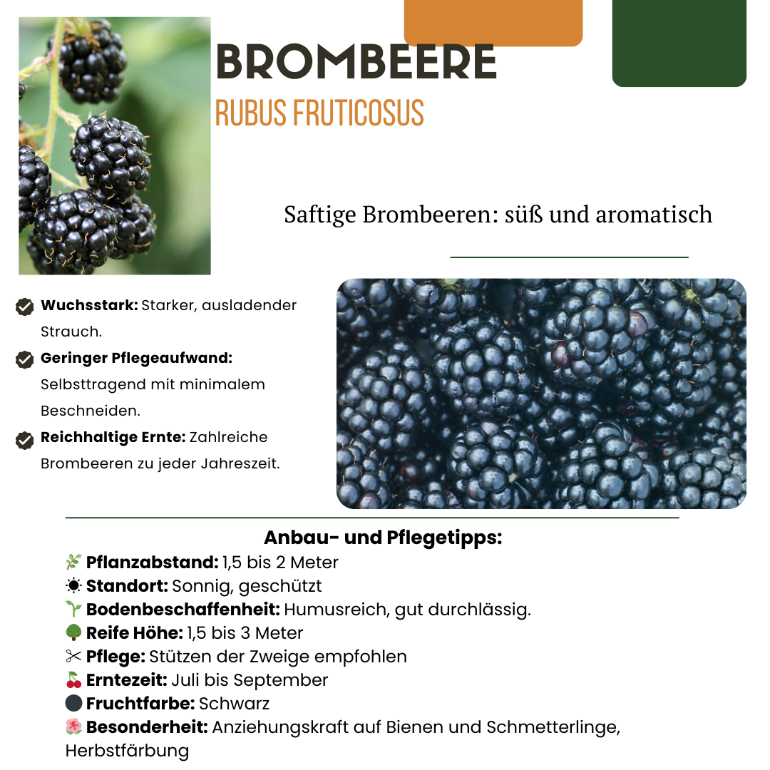 3 plants de mûrier bio - Ø 13 cm - ↨ 20 cm