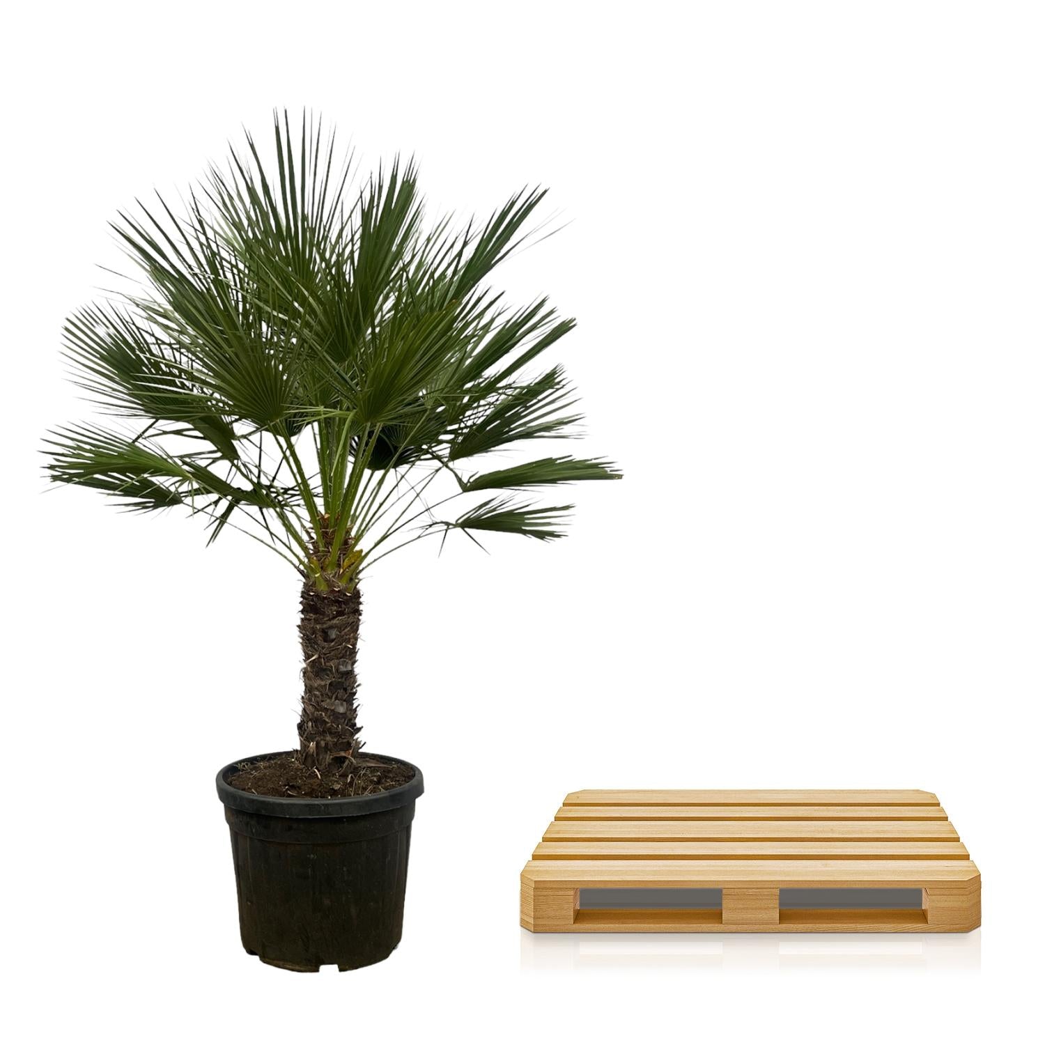 Chamaerops Humilis am Stiel – 150 cm – Ø45 cm