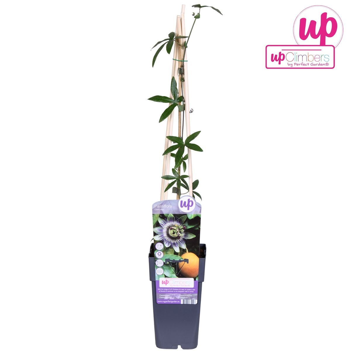 Passiflora Blu caerulea - Ø15cm - ↕65cm