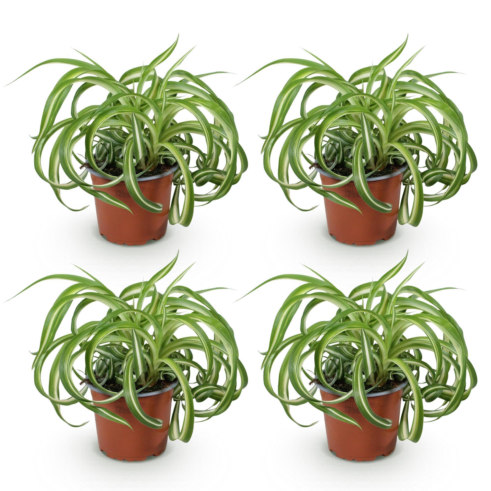 Chlorophytum comosum Bonnie - Krullende Graslelie - Huisdiervriendelijk - Bont - 4 Planten - Pot 12cm - Hoogte 20-25cm
