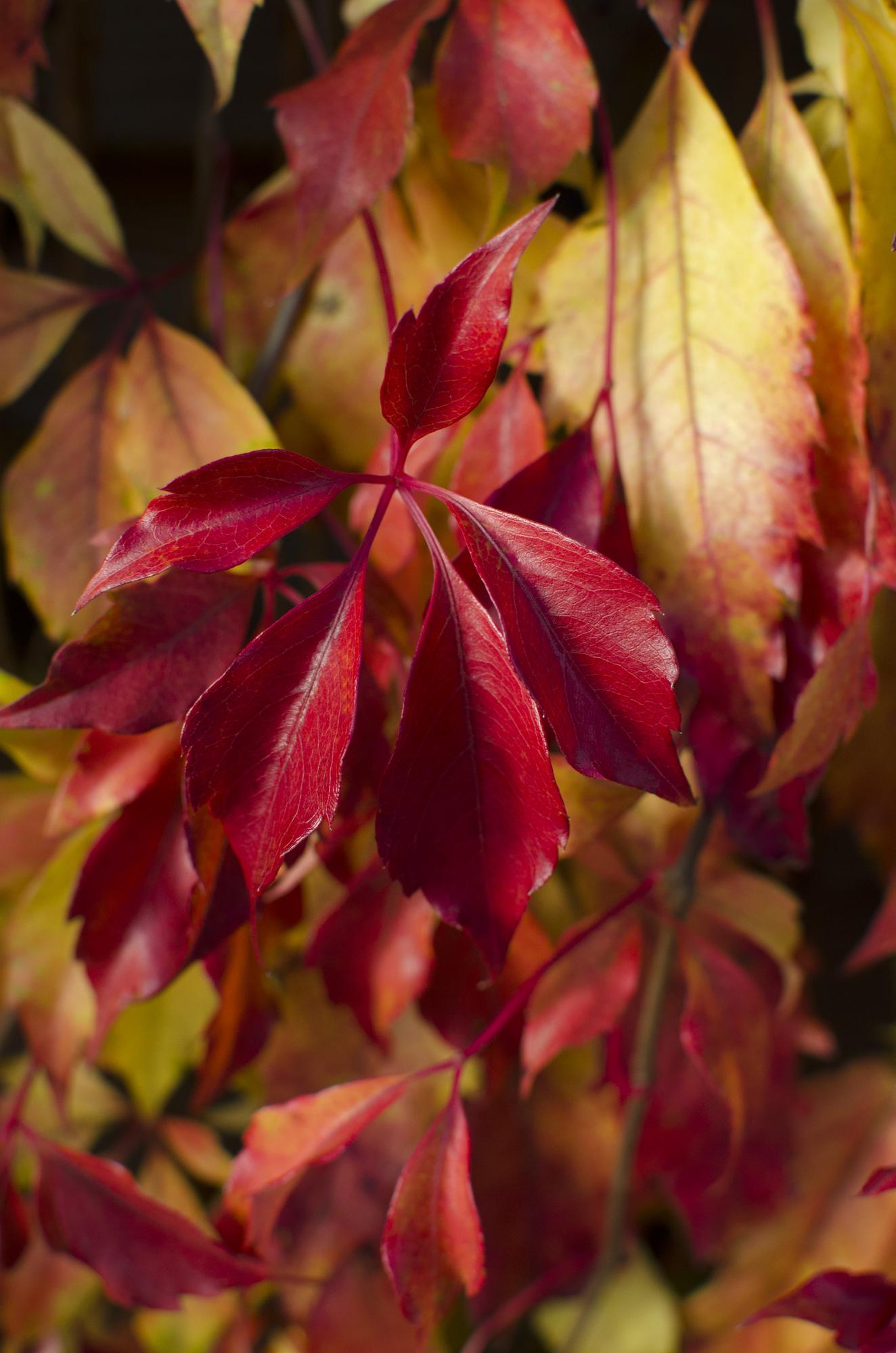 Parthenocissus henryana – Chinesische Wildrebe – Ø 15 cm – ↕ 65 cm