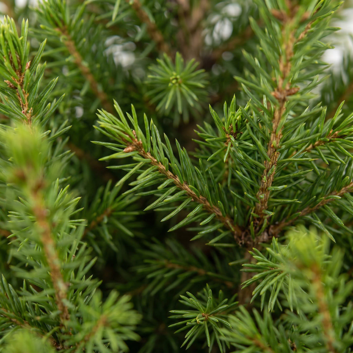 Picea glauca Conica - 2x Kegelspar - Groen - Kerstboom - Ø19cm - ↕65cm