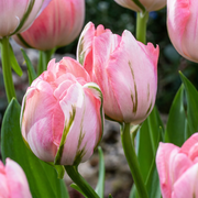 48x Tulipa Double Pink - Bloembollen - Dubbele roze tulp - Roze - Voorjaarsbloeier - Bolmaat 11/12
