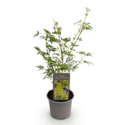 Acer palmatum Emerald Lace - Groen - 1 Plant - Bladverliezend - Weinig Onderhoud - Pot 12cm Hoogte 35cm