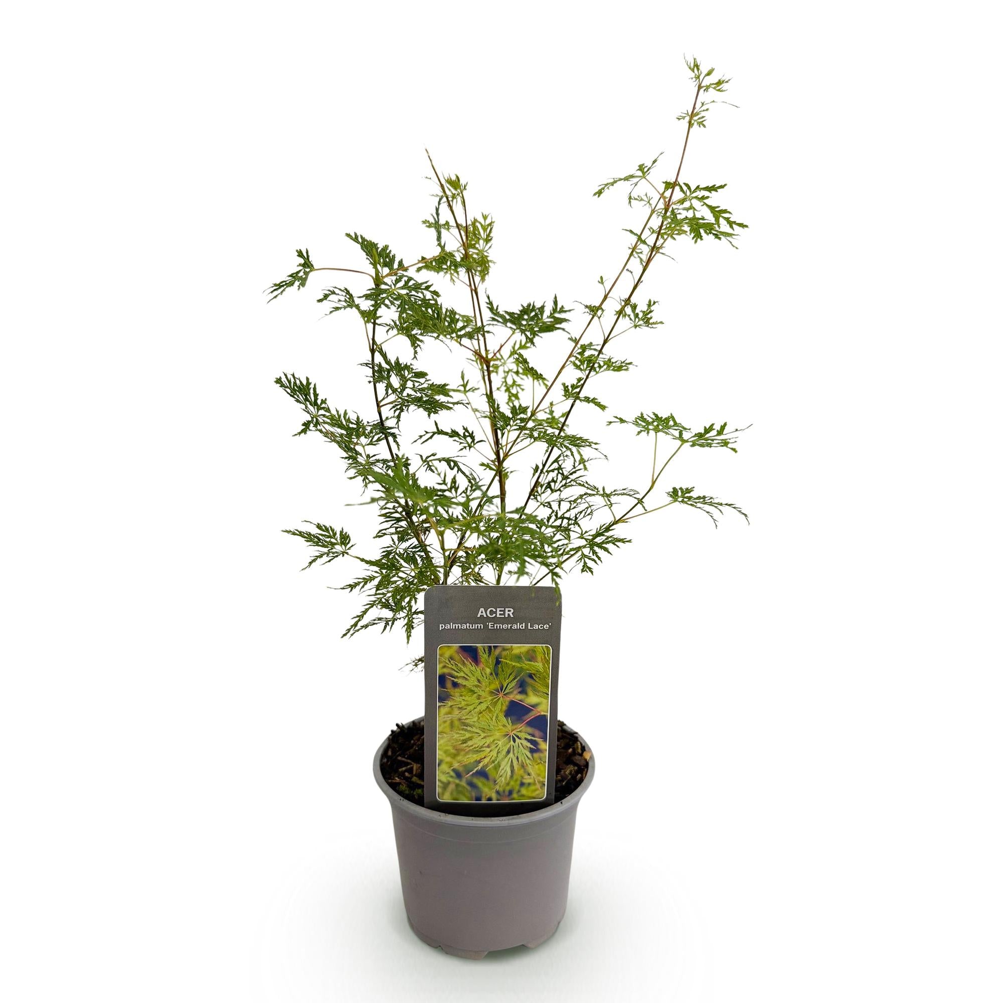 Acer palmatum Emerald Lace - Groen - 1 Plant - Bladverliezend - Weinig Onderhoud - Pot 12cm Hoogte 35cm