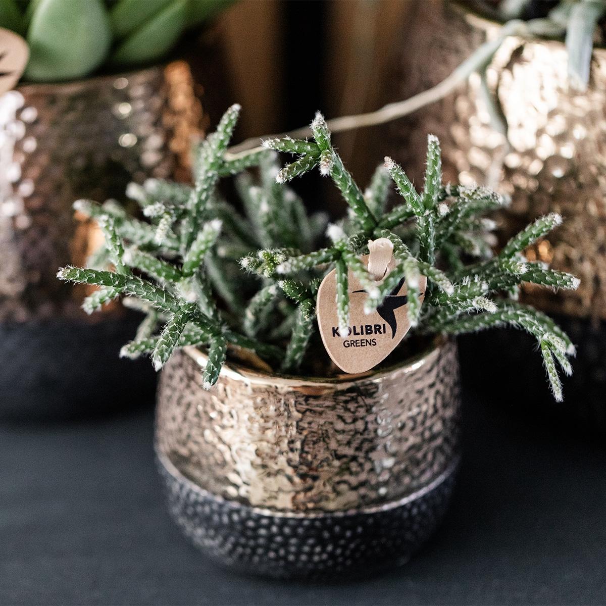 Kolibri Home | Pentola Elite in rame - Ø6cm