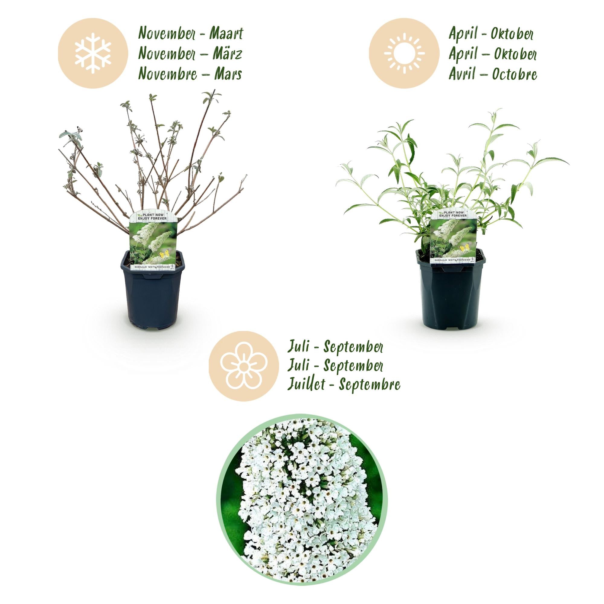 Buddleja davidii White Profusion - Vlinderstruik - Winterhard - Wit - 3 Planten - Pot 17cm - Hoogte 45cm