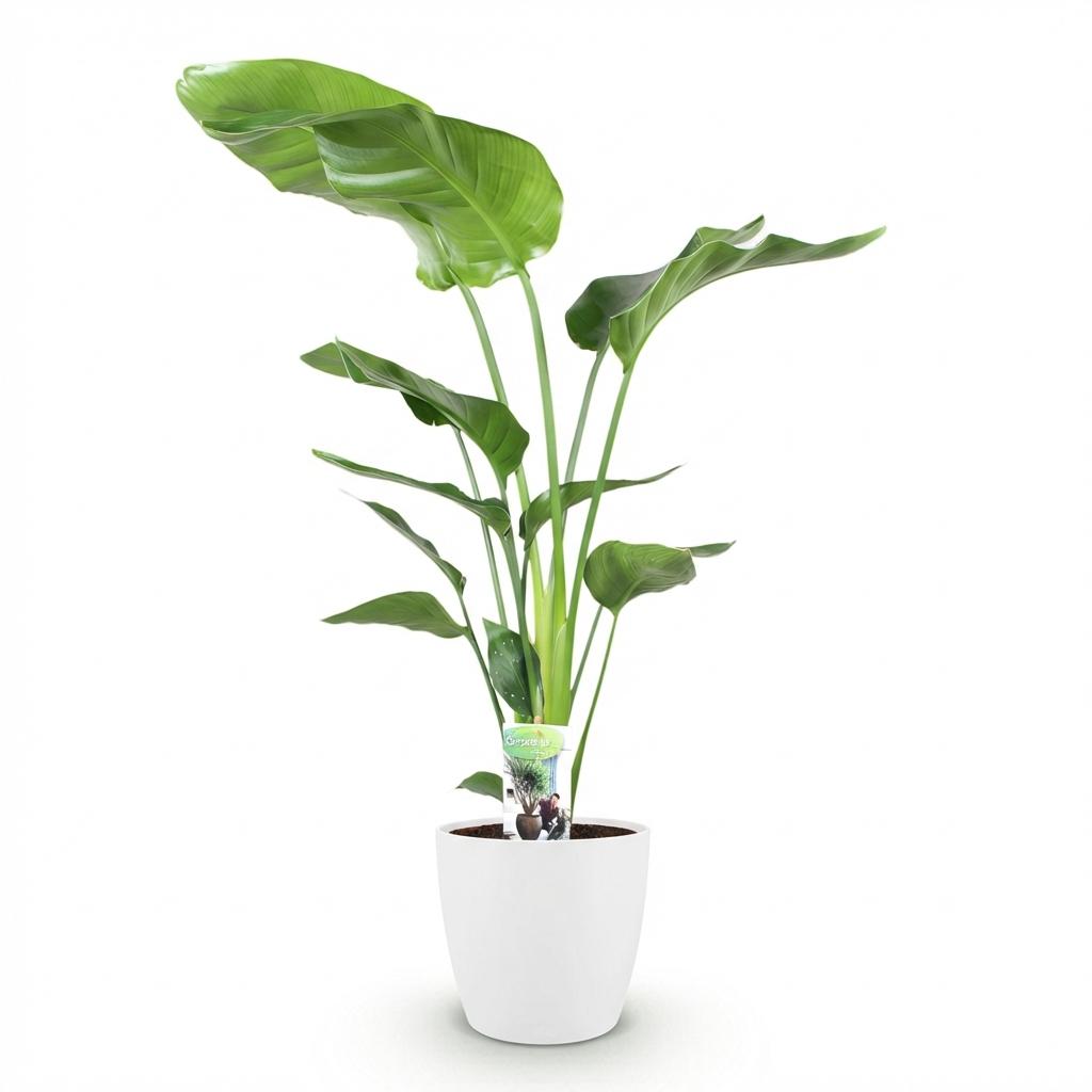 Strelitzia Nicolai - Paradijsvogelbloem - met Potter Wit - Pot 21cm - Hoogte 110-120cm