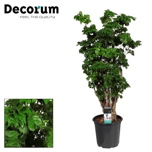 Polyscias Roble Branched - Ø21cm - ↕80cm