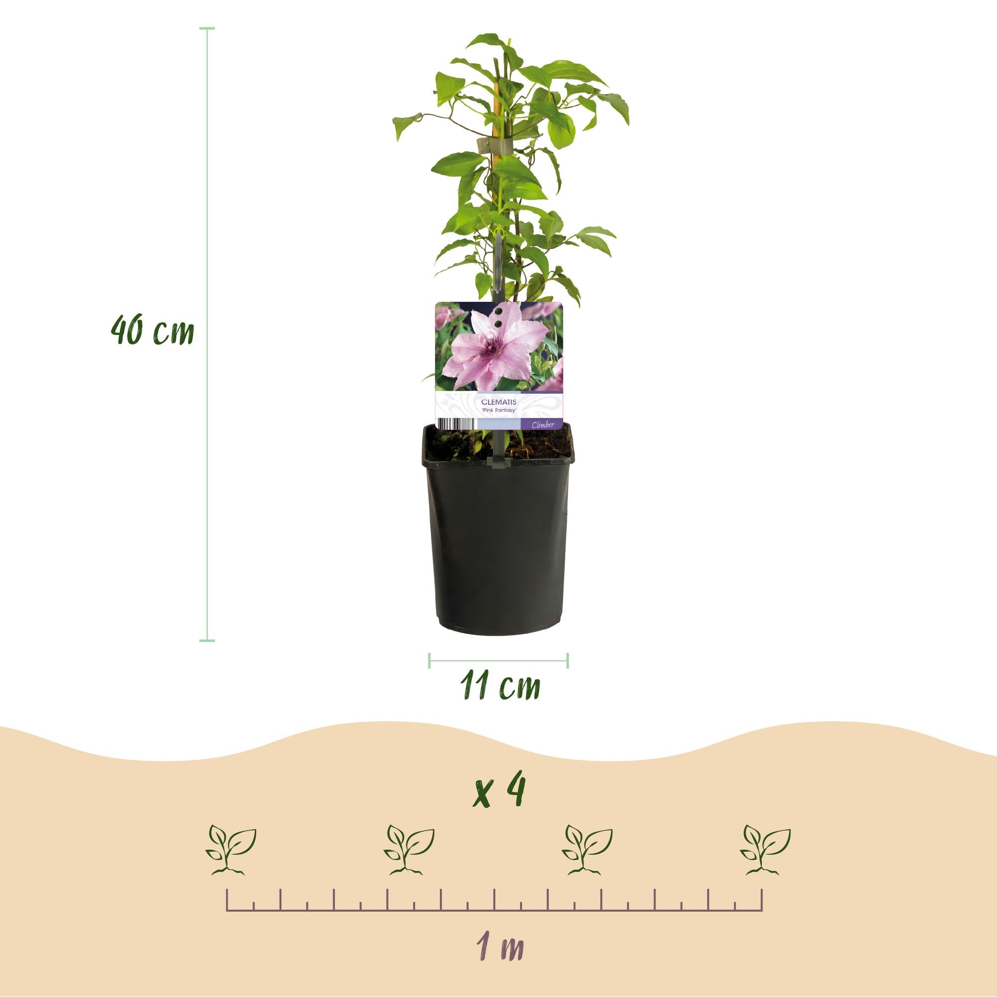 Clematis Pink Fantasy - Bloem Roze - Weinig onderhoud -2 planten -  Pot 11cm Hoogte 40cm