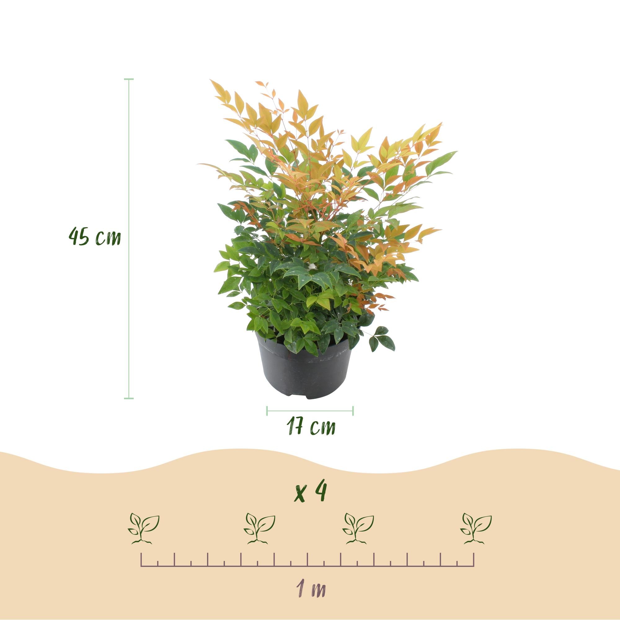 Nandina Gulfstream - Oranje - 2 Planten - Groenblijvend - Weinig Onderhoud - Pot 17cm Hoogte 45cm
