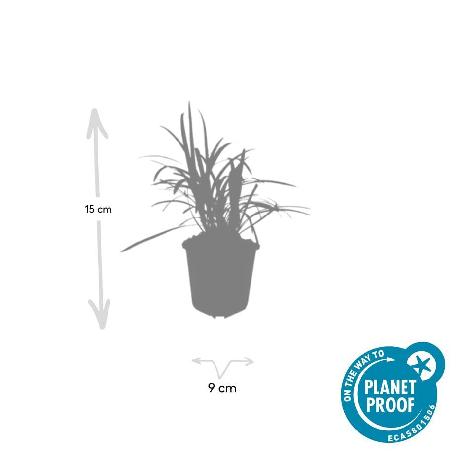 48x Liriope muscari 'Moneymaker' - ↕10-25cm - Ø9cm