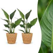 Strelitzia Reginea - Paradijsvogelbloem - 2x - met Mand - Pot 12cm - Hoogte - 35cm