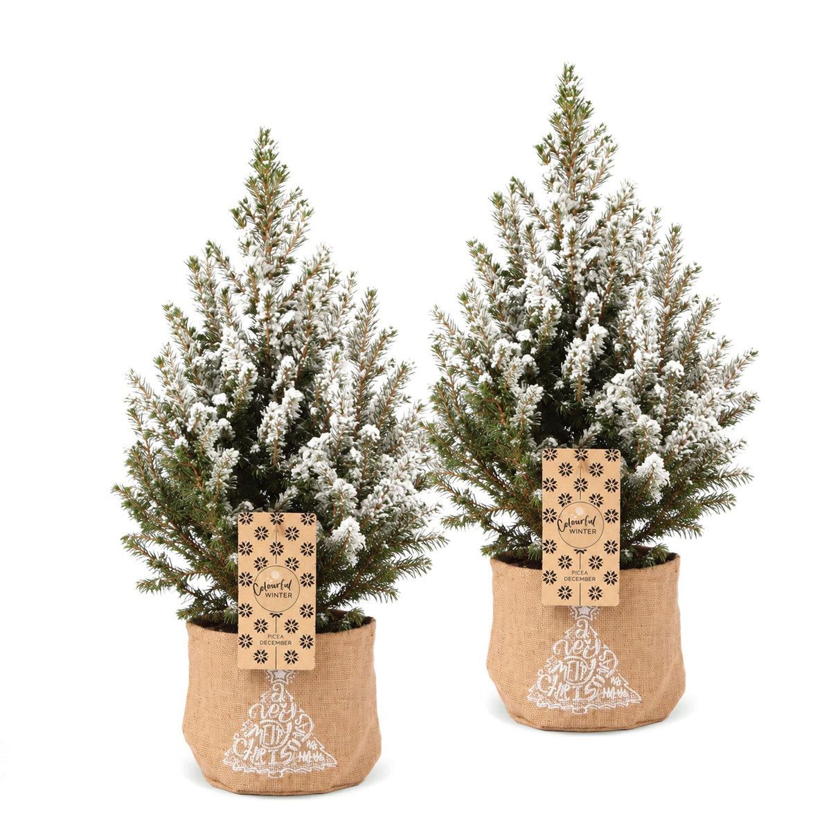 Picea glauca Conica - Kegelspar - Groen - Wit - Kerstboom - incl. jute zak - Ø17cm - ↕65cm