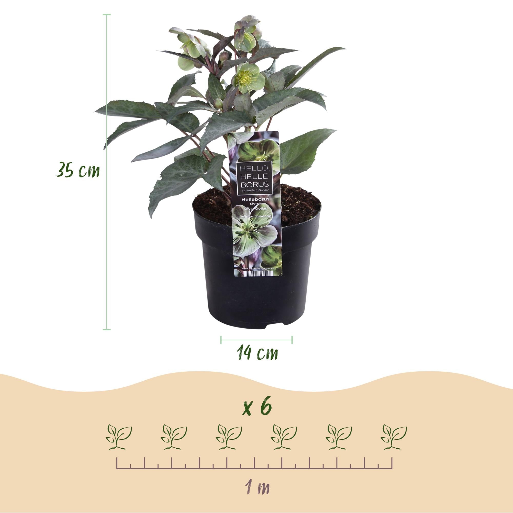 Lenten Rose - Helleborus sternii Silver Dollar - Groene  Bloem -2 Planten- Groenblijvend - Pot 14cm Hoogte 35cm