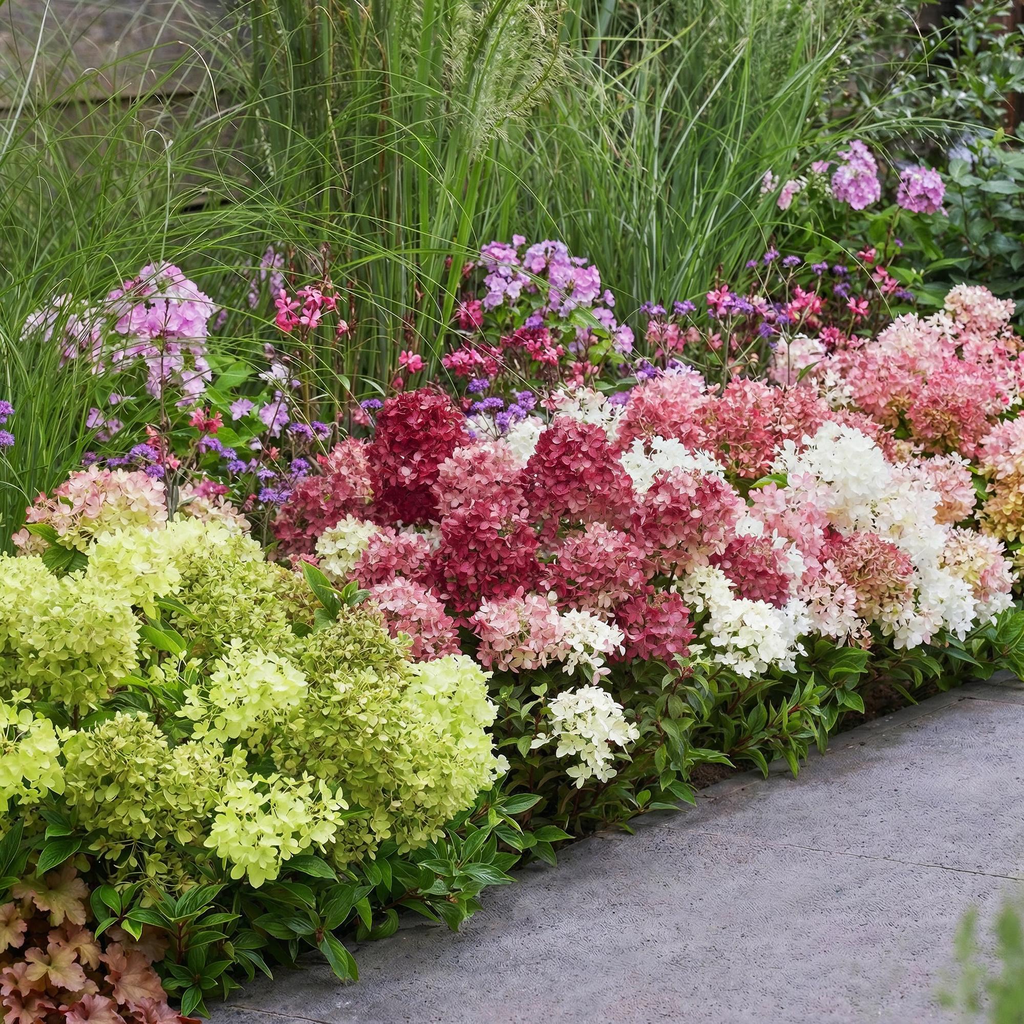 Hydrangea panniculata Groundbreaker Blush -Greeny - Ruby - Pluimhortensia - Compact - Roze-Groen-Rood - 3 Planten - Pot 14cm - Hoogte 20-25cm