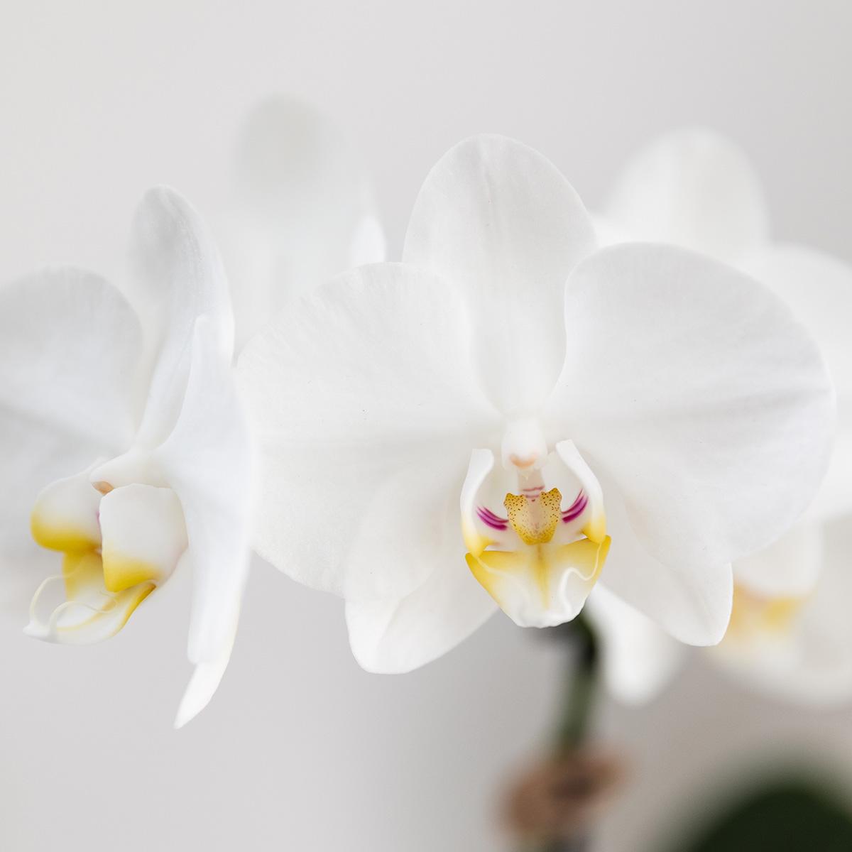 Kolibri-Orchideen | Geschenkset „Ungezähmte Natur“ (klein) | Grüne Pflanze mit weißer Phalaenopsis-Orchidee (Amabilis) in Jaguar-Dekortöpfen auf Bambustablett