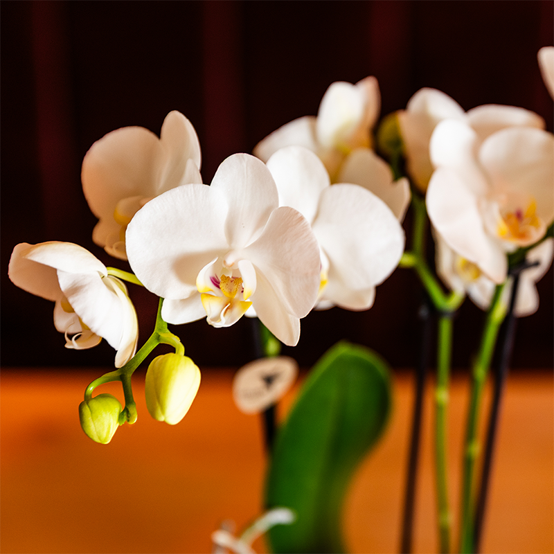 Orchidées Kolibri | Ensemble d'orchidées blanches dans un vase Como avec réservoir d'eau intégré | Trois orchidées Amabilis blanches de 9 cm | Bouquet Mono blanc avec réservoir d'eau autonome