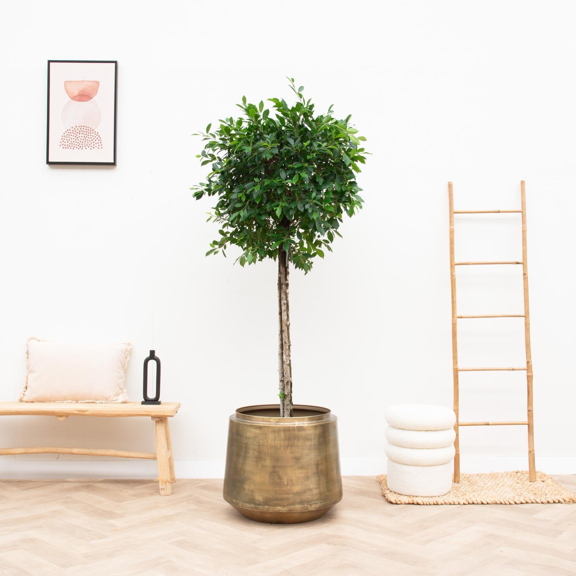 Maceta Indigo Vintage Gold - D58 x H51